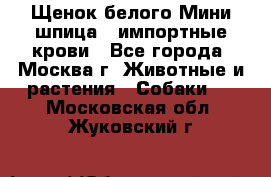 Щенок белого Мини шпица , импортные крови - Все города, Москва г. Животные и растения » Собаки   . Московская обл.,Жуковский г.